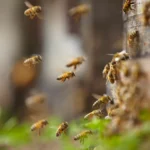 Bees Removal Melbourne