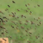 Bees Swarm Removal