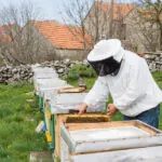 Bees Removal in Melbourne