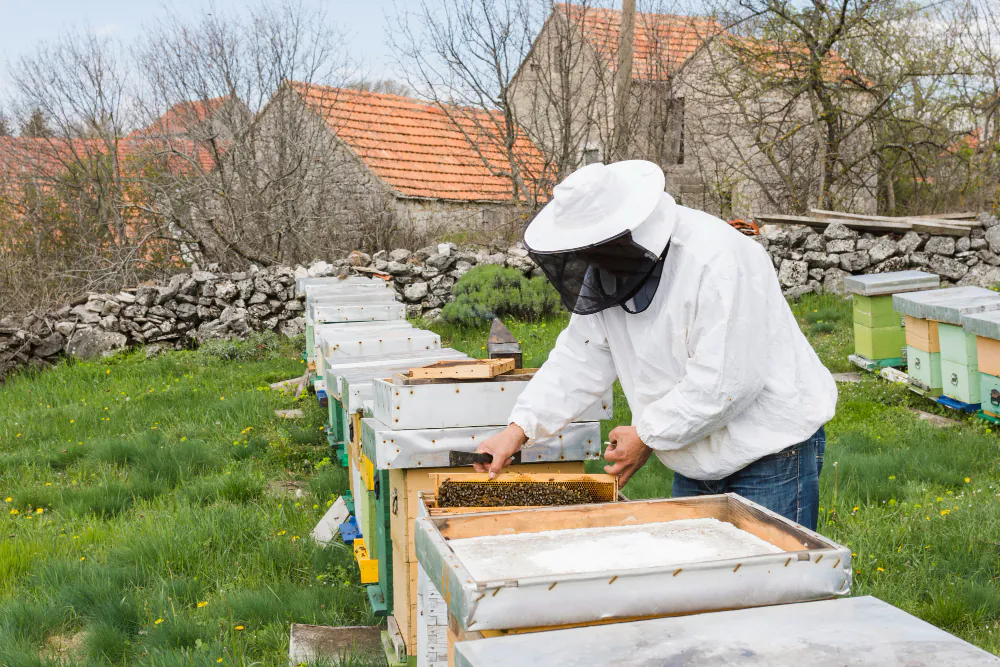 Bees Removal in Melbourne